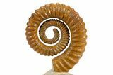 Early Devonian Ammonoid (Anetoceras) - Tazarine, Morocco #300388-1